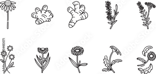 Stylized thin line vector illustration in black and white featuring popular medicinal herbs including echinacea ginger turmeric lavender rosemary calendula lemon balm and dandelion