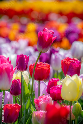 Vibrant Colorful Spring Tulip Field