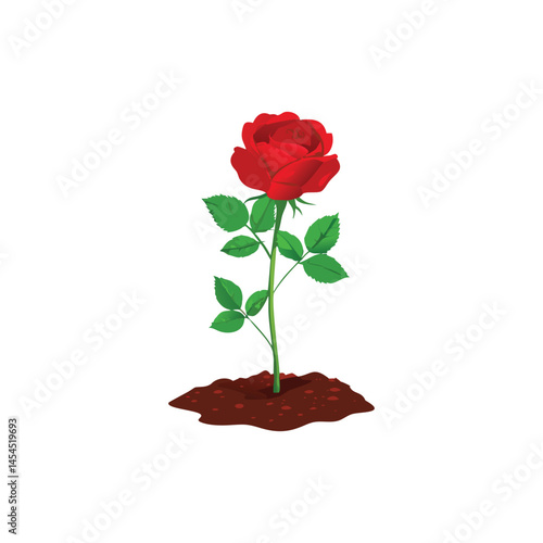 red rose on white background