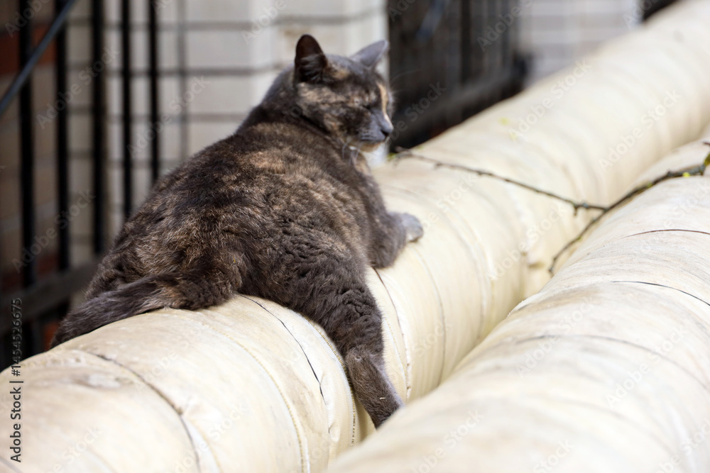 Cat is warming itself on the heating pipe on city street. Relaxation at spring weather