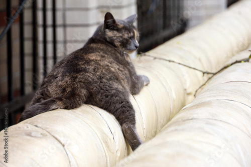 Obraz na płótnie Cat is warming itself on the heating pipe on city street. Relaxation at spring weather w salonie