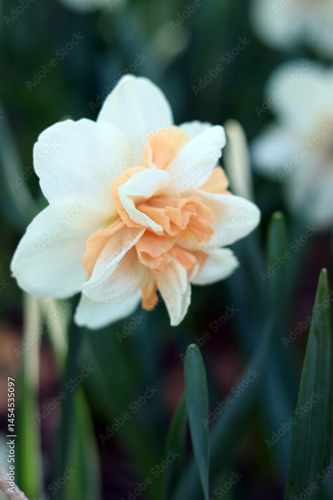 Fototapeta premium Close-up of daffodil flower. White daffodil with orange petals in the center of the flower. Nature background. Double white daffodil with pink center. Spring background. Selective focus
