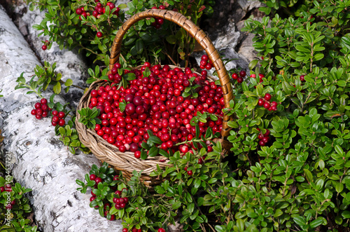 Wicker basket with cranberries in the woods. Close-up