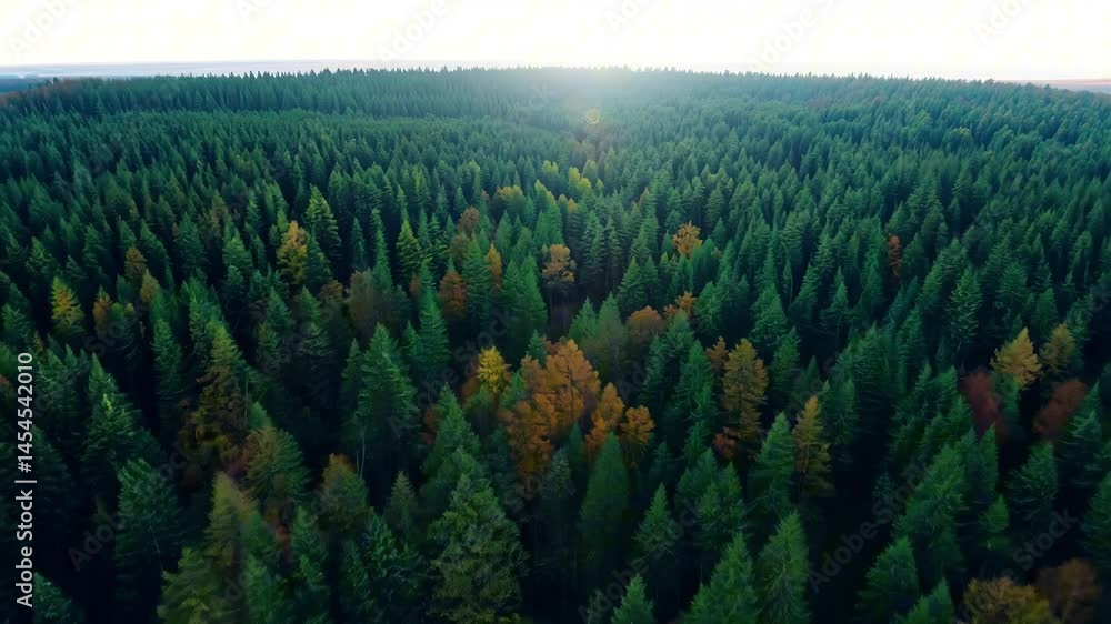 Vast coniferous forest stretches endlessly toward pale horizon with scattered autumn colors breaking the green canopy. Concept of seasonal transition and biodiversity Vast coniferous forest stretches endlessly toward pale horizon with scattered autumn colors breaking the green canopy. Concept of seasonal transition and biodiversity