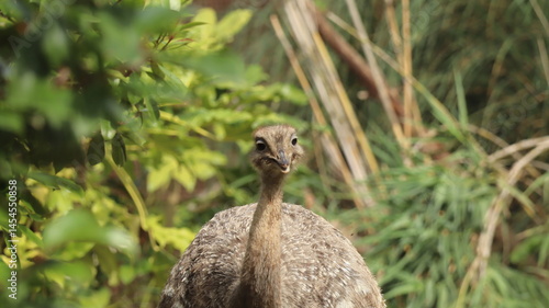 Greater Rhea bird in a zoo
