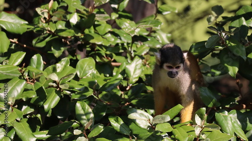 Photography Portrait of a saimiri boliviensis monkey in a zoo