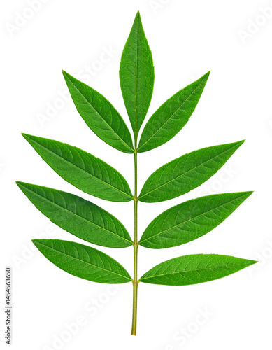 fresh ash leaf branch element design