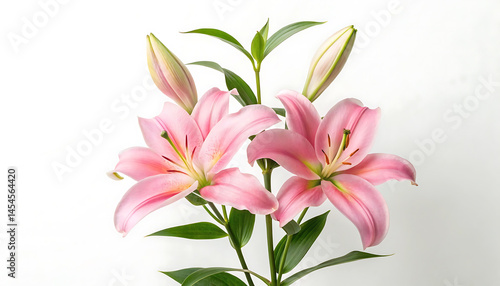 Elegant Pink Lilies Stunning Blooms with Bright Petals and Lush Green Leaves