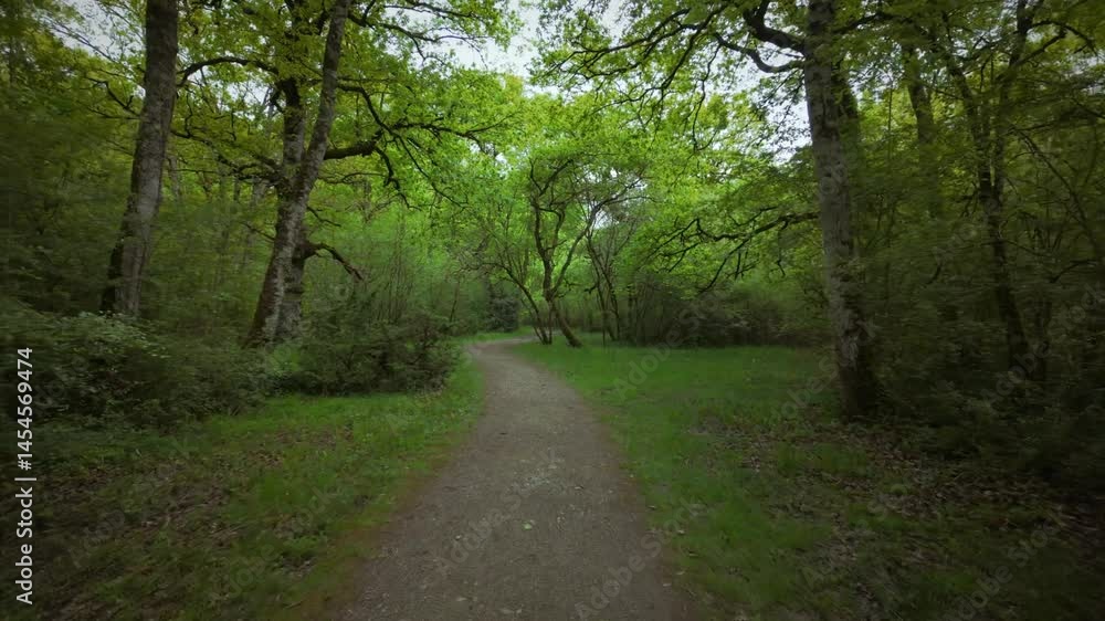 Smooth tracking shot along a path surrounded by lush green vegetation and trees. Filmed with a gimbal and tilt-shift effect, creating a miniature-like blur. Natural, serene, and immersive atmosphere. Smooth tracking shot along a path surrounded by lush green vegetation and trees. Filmed with a gimbal and tilt-shift effect, creating a miniature-like blur. Natural, serene, and immersive atmosphere.