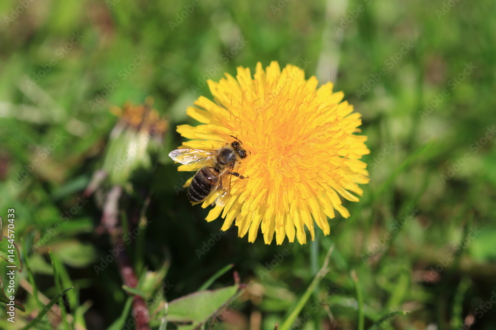 Close-up of a bee on a yellow dandelion flower, collecting nectar in springtime. Close-up of a bee on a yellow dandelion flower, collecting nectar in springtime.