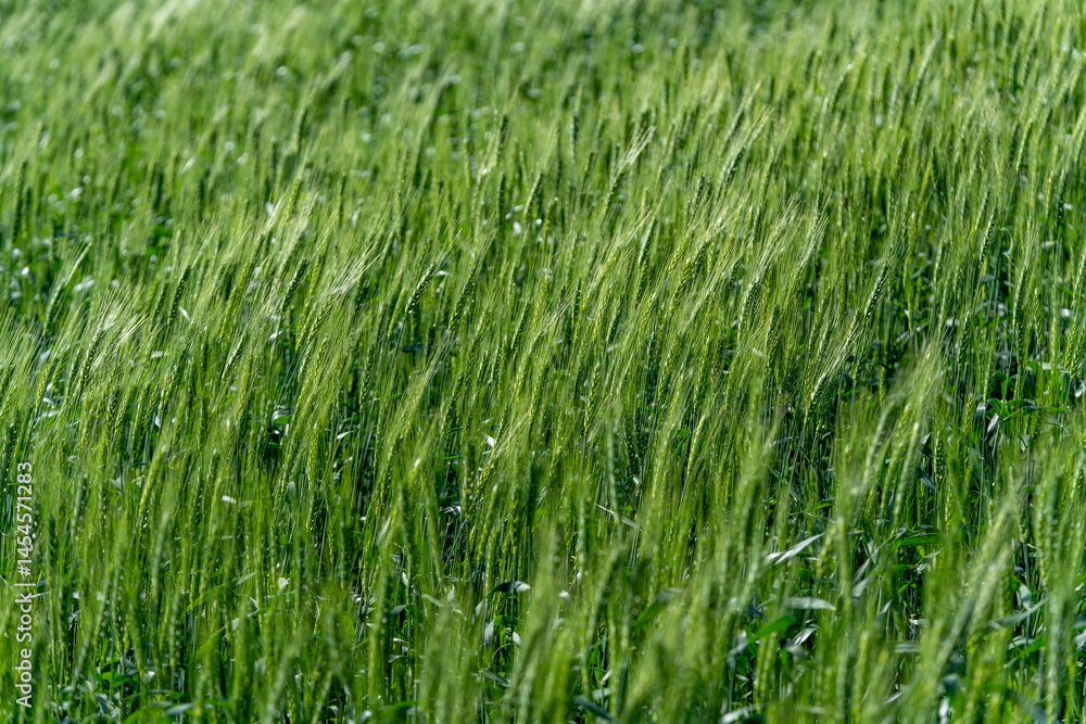 Obraz premium 청보리밭