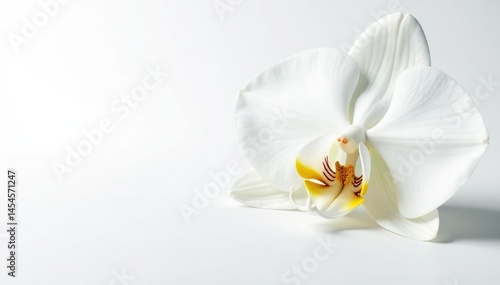 Delicate white orchid blossom on pure white background, soft, simple