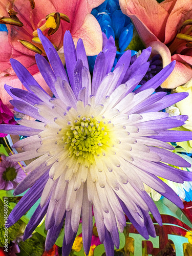 colorful dahlia flowers
