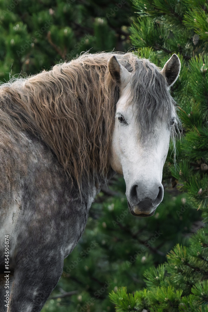 Fototapeta premium Stallion in the wild in Croatia.