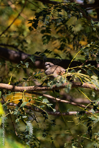 Grayish baywing sits on a tree