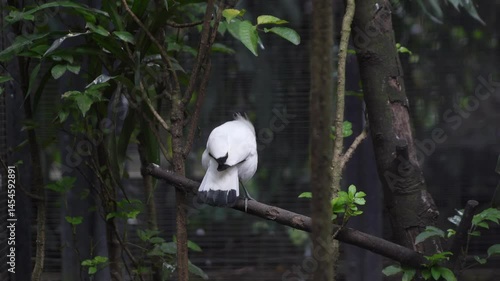 Two Jalak Bali Birds (Leucopsar Rothschildi) in Outdoor Aviary Enclosure – Rare Species Interaction