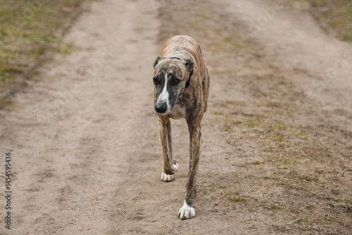 Tableau sur toile whippet, small brindle brittish sighthound dog in dog clothes, close-up profile