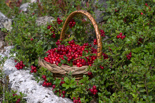 Wicker basket with cranberries in the woods. Close-up