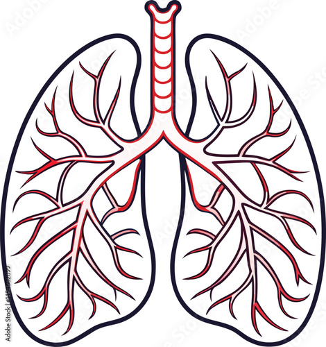 human lungs  vector illustration isolated on white background