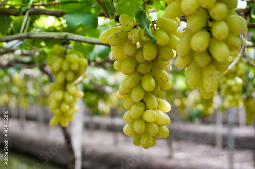 Wallpaper Mural bunch of white grapes in the vineyard Torontodigital.ca