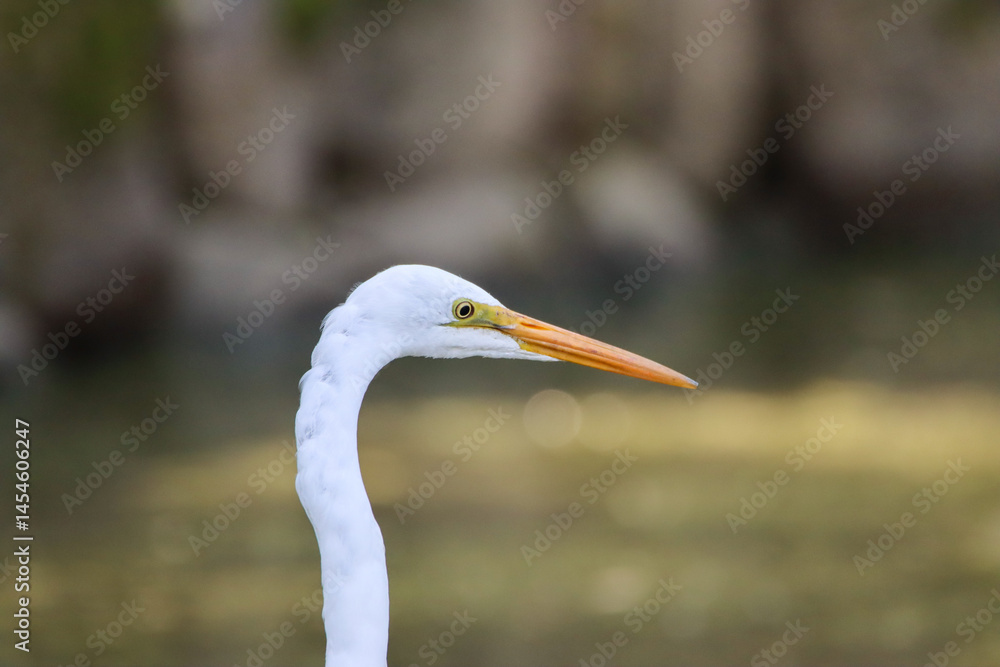 Portrait of an white egret Portrait of an white egret