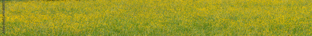 Panoramic view of yellow wildflowers in the field