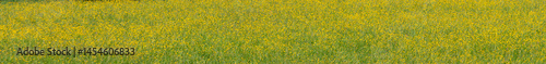 Obraz na płótnie Panoramic view of yellow wildflowers in the field w salonie