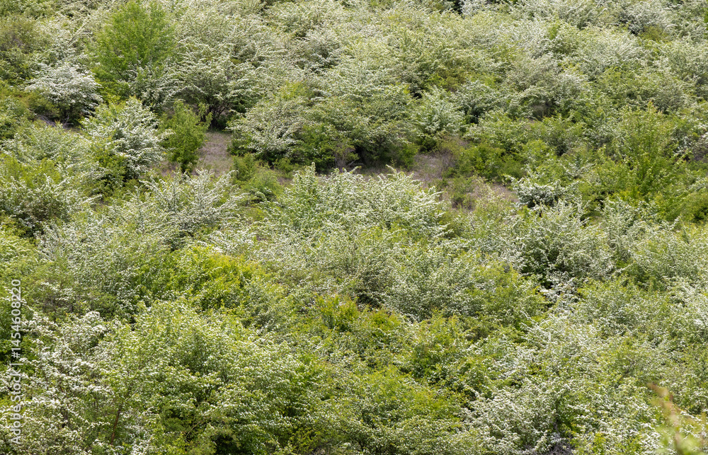 Close-up of many flowering Crataegus monogyna bushes