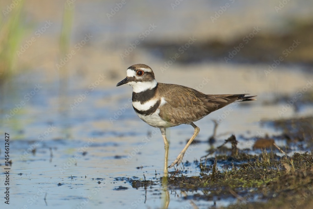 Killdeer walking in the water. Killdeer walking in the water.