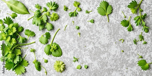 Fresh Herbs and Leaves on a Soft Gray Background for Culinary Inspiration