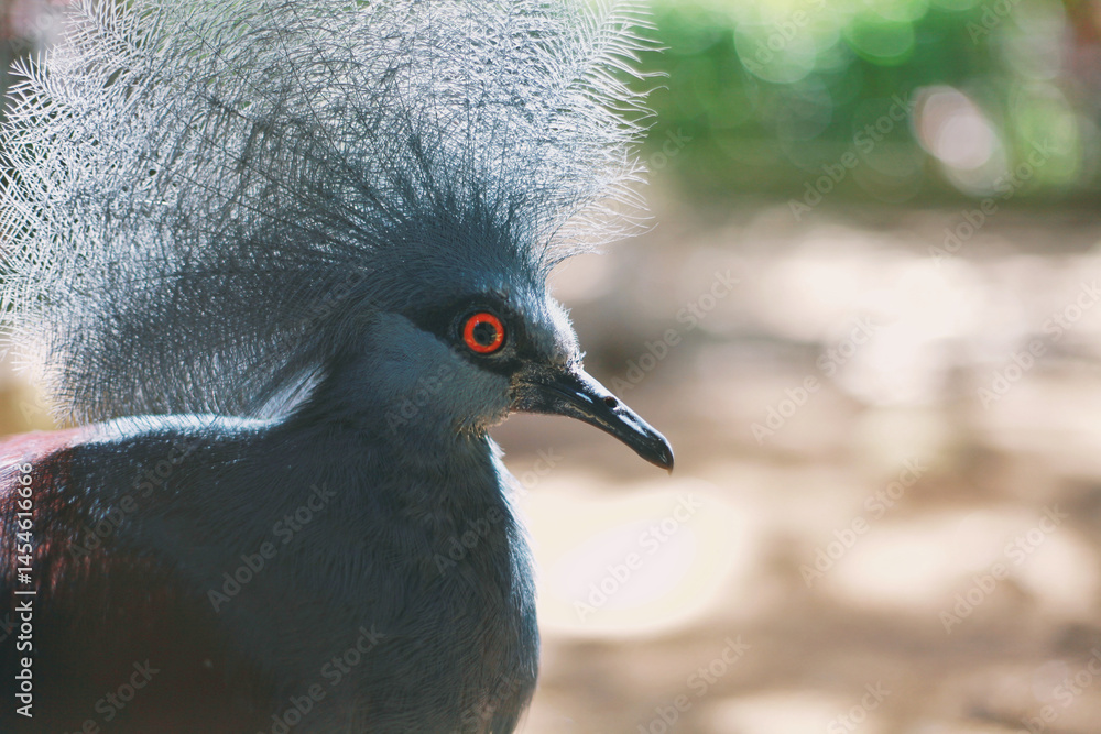 Obraz premium close up photo of blue crowned pigeon