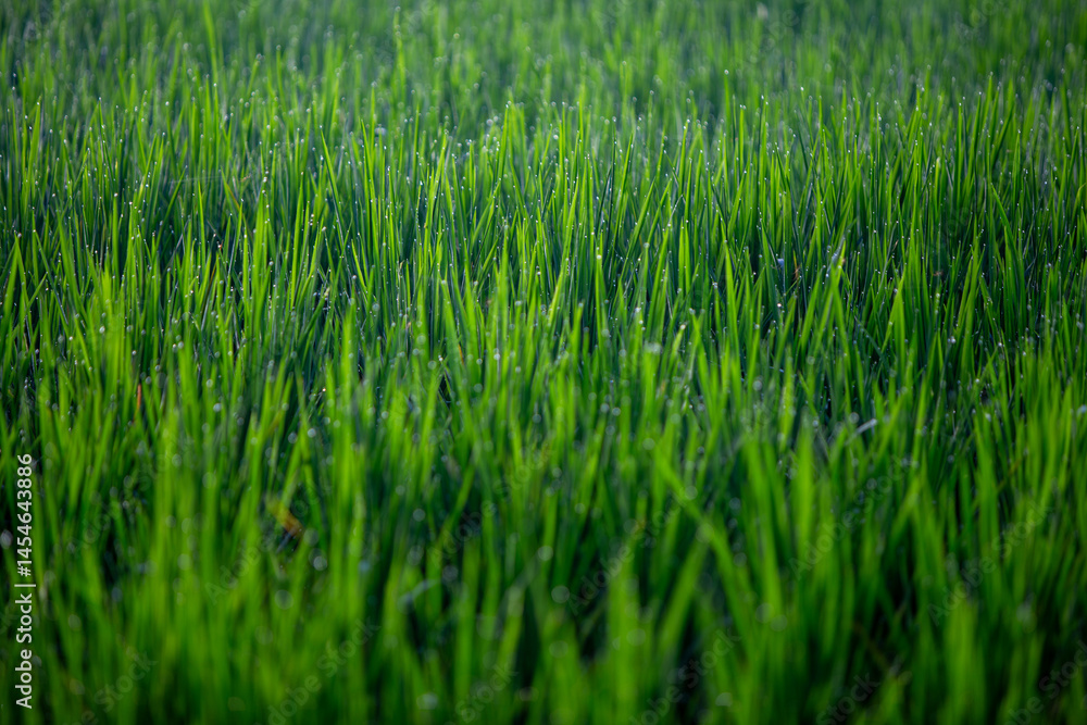 Obraz premium Dew on a Rice Field