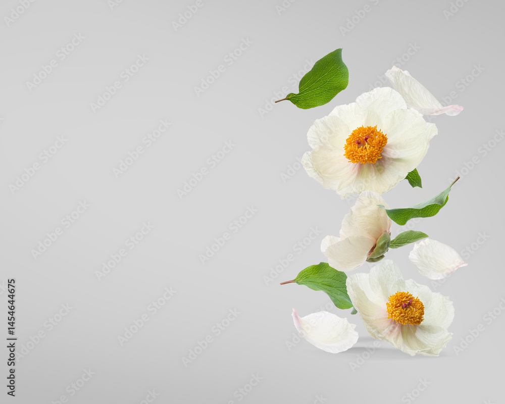 Obraz premium Background with white peonies falling on a gray background
