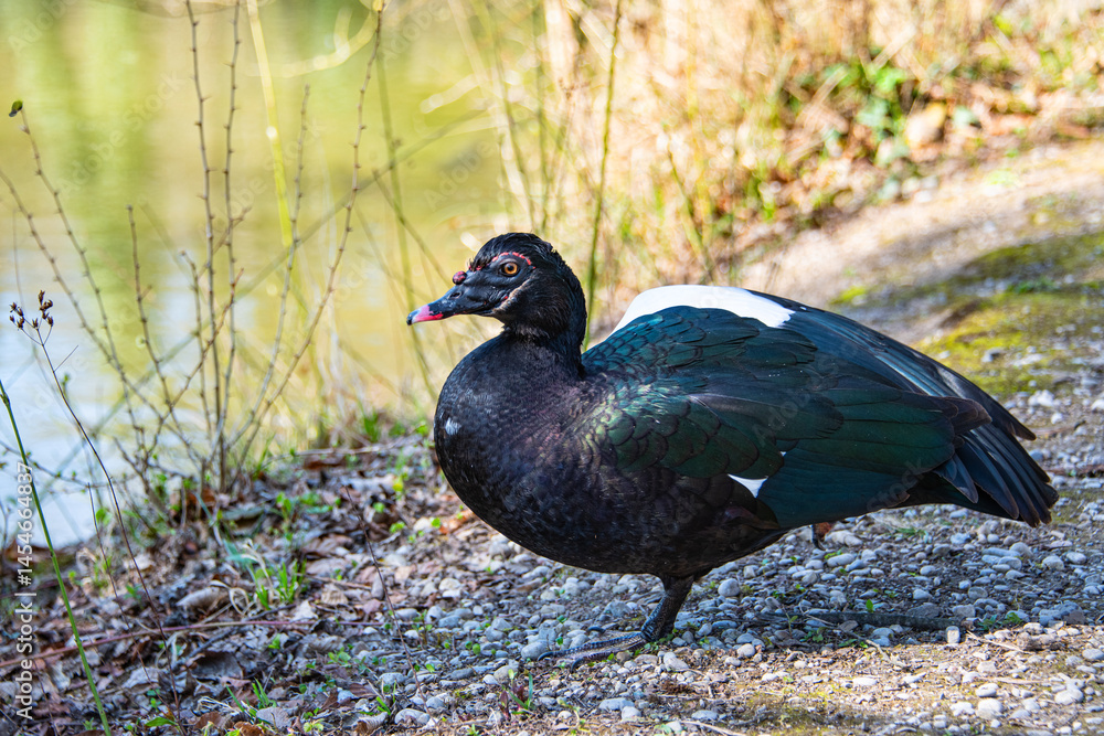 Fototapeta premium Young male myscovy duck on the lake shore