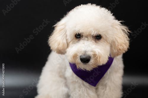 Obraz na płótnie Close up of white poodle puppy dog w salonie