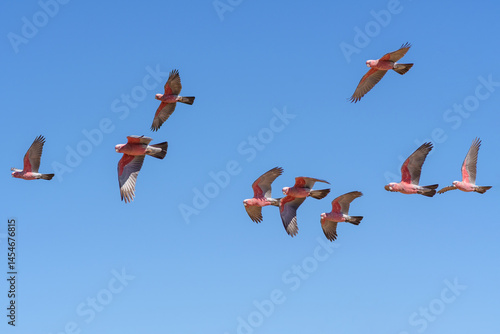 Flying Galahs in blue Sky, Cockatoos in Outback of Western Australia, Australia, Down under