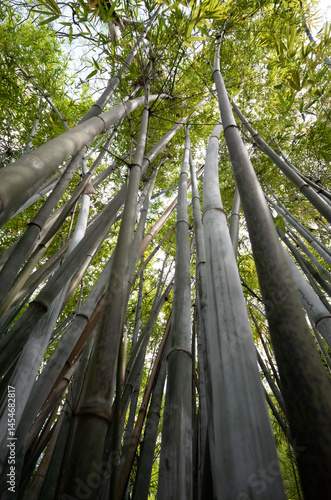 trees in the woods