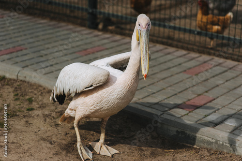 Portrait of a beautiful bird, white pelican in an open-air zoo. Animal photography.
