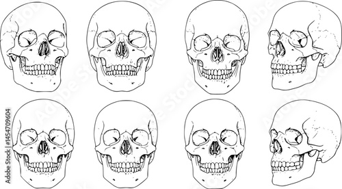 Anatomically correct human skulls set isolated. Hand drawn line art vector illustration