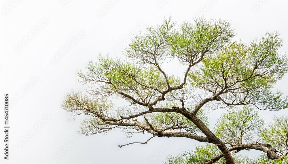 Fototapeta premium single isolated tree branch on white background clean branches