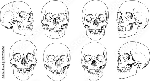 Anatomically correct human skulls set isolated. Hand drawn line art vector illustration