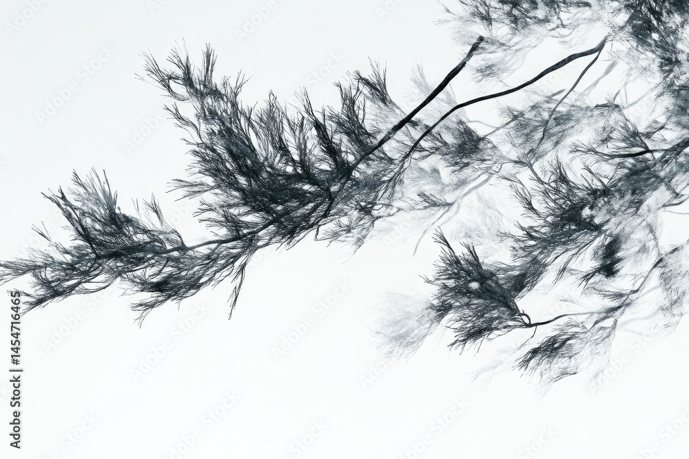 Obraz premium Black and white close-up shot of delicate, slender tree branches against a bright background.