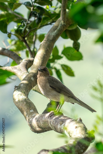 bird on a branch