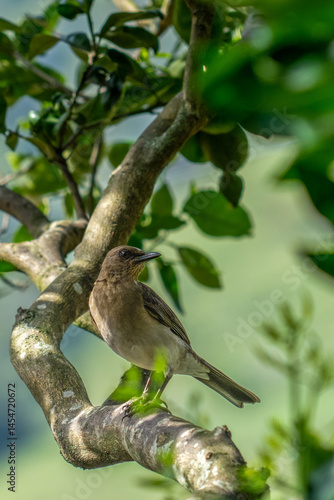 bird on a branch