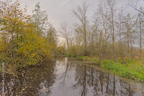 creek with bare tree and reed reflecting in the water on a cloudy autmn day in Bourgoyen nature reserve, Ghent, Flanders, Belgium