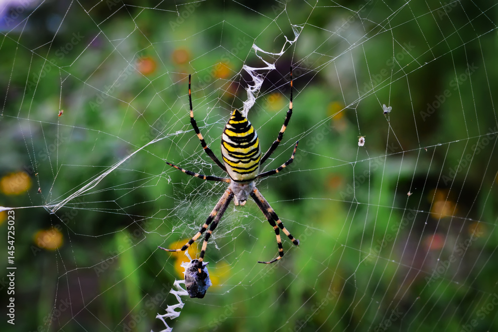 Spider on web stock photo Spider on web stock photo