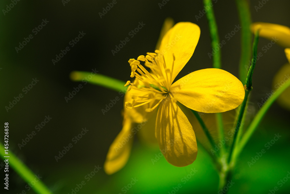 Yellow celandine flower among green foliage Yellow celandine flower among green foliage