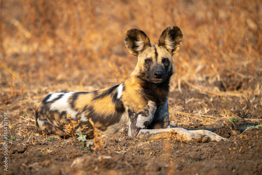 Fototapeta premium African wild dog lies staring towards camera