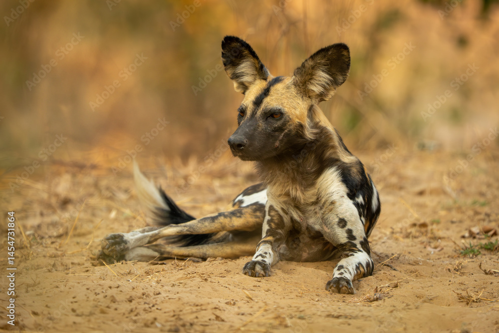 Fototapeta premium African wild dog lies on sandy plain