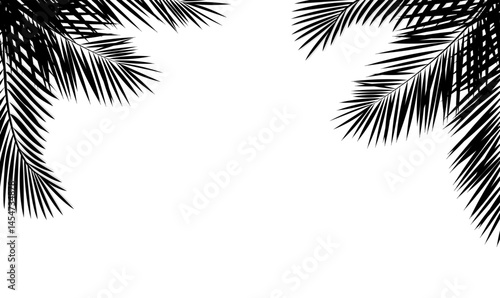 Green Palm Tree Branch And Isolated Background